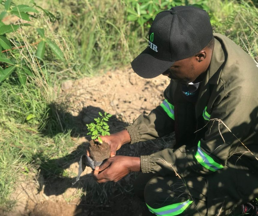 zimbabwe courrier international