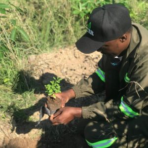 zimbabwe courrier international