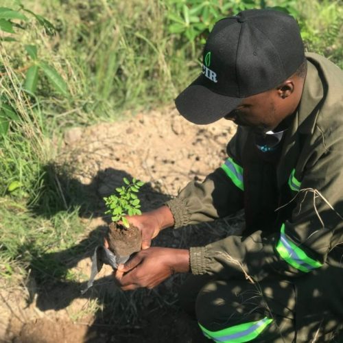 zimbabwe courrier international